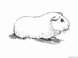 Guinea Pig Coloring4free 2538 sketch template