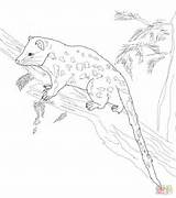 Quoll Quokka sketch template