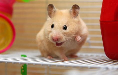 hamster als huisdier informatie