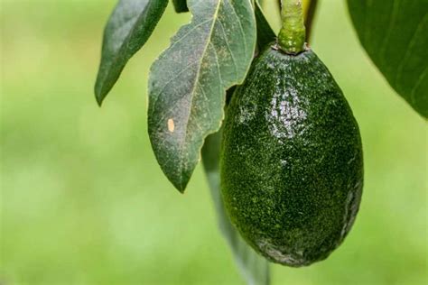 Discover The Fastest Way To Grow An Avocado