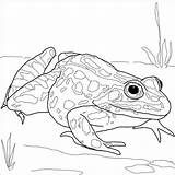 Frog Leopard Coloring Nothern Pages Frogs Printable Supercoloring Categories sketch template