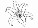 Lily Stargazer Coloring Getdrawings Flower Printable Pages sketch template