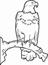 Eagle Soaring Drawing Getdrawings sketch template