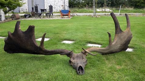 antlers  giant irish elk   bottom  lough neagh utv itv news