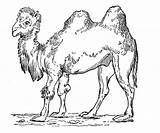 Camel Coloring Pages Humps Camels Two sketch template