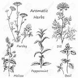 Herbs Aromatiche Erbe Disegnate Thyme Peppermint Droga sketch template
