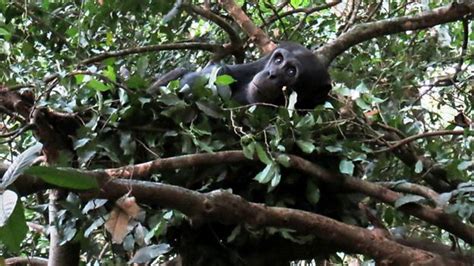 bbc earth why humans need less sleep than any other primate