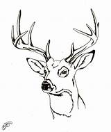 Deer Coloring Head Buck Drawing Pages Tail Whitetail Face Tailed Adult Baby Deers Mother Clipart Drawings Reindeer Doe Sketch Getdrawings sketch template