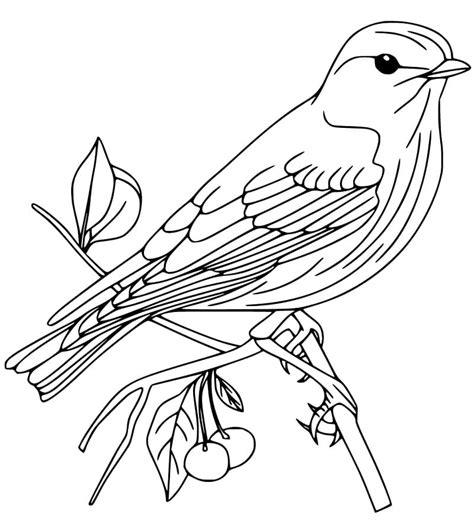 easy bluebird coloring page  printable coloring pages  kids