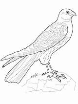 Hawk Coloring Pages Tony Getcolorings sketch template