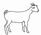 Goat Drawing Clipart Outline Easy Line Sketch Drawings Clip Coloring Flickr Cliparts Clipartbest Sharing Pages Pro sketch template