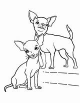 Chihuahua Coloring Kleurplaat Mascotas Therapy Perros Dibujos Malvorlage Uitprinten Downloaden sketch template