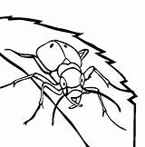 Coloring Pages Bug Pill Template Beetle sketch template