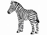 Zebra Zebras Malvorlage Coloringhome Clipartmag sketch template