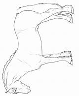 Kleurplaat Welsh Cob Paarden Malvorlagen Pferderassen Leeuwinnen Oranje Rassen Paard Malvorlagen1001 Bord Cartoon Downloaden Kleurplaten sketch template