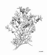 Bush Drawing Blueberry Getdrawings Plants sketch template