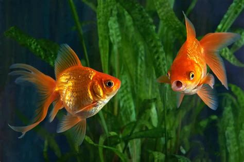 long  goldfish   ways  increase  lifespan