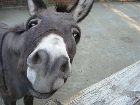 funny donkey face pictures     laugh