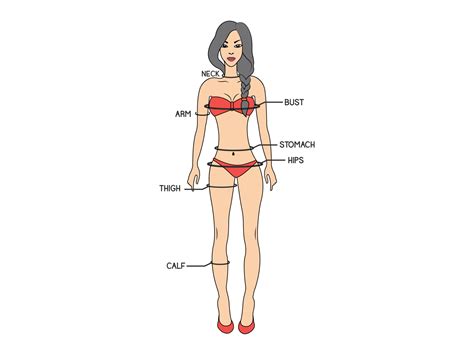 printable body measurement chart female  wilirax  dribbble