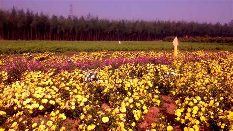 chamanti chrysanthemum cultivation  puttur flowers andhra pradesh youtube