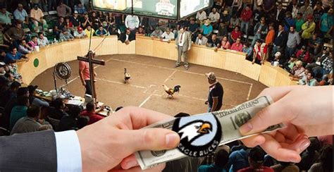 underground cockfighting ring now accepts eagle bucks the new england