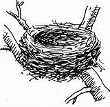 Nest Bird Clipart Drawing Birds Drawings Clip Tree Coloring Eggs Illustration Svg Egg Sketch Transparent Birdnest Printable Cliparts Domain Public sketch template