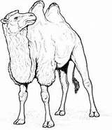 Chameau Camello Camelo Colorat Camila Planse Desene Colorear Camellos Egypte 1665 Bactriano Desenho Animale Salbatice Camels Supercoloring Camile sketch template