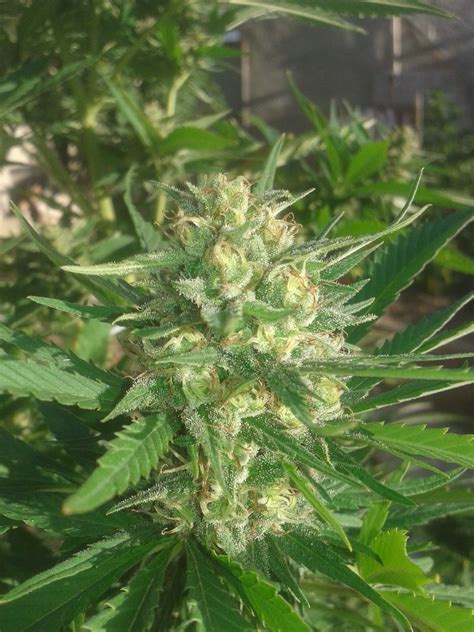 buy sex bud feminized seeds compare cannabis prices and strains