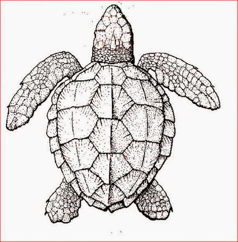 printable pictures  turtles