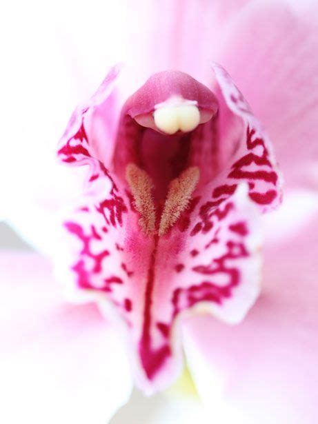 17 Best Images About Erotic Flowers And Plants On Pinterest The Long
