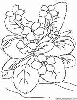 Primrose Coloring Garden Pages sketch template