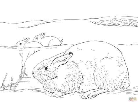 arctic hares coloring page  printable coloring pages