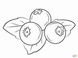 Blueberries Draw sketch template