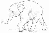 Ausmalbild Gajah Elefanten Babyelefant Ausmalbilder Niedlicher Mewarnai Coloriage Supercoloring Sketsa Hewan Elephants Elefante Template Mignon Dumbo Elefantes Ausdrucken Malvorlagen Tigre sketch template
