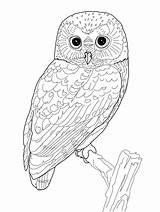 Pages Owl Coloring Print Read Patterns Adults sketch template