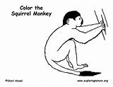 Squirrel Monkey Coloring sketch template