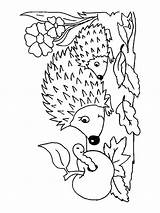 Hedgehog Mycoloring Igel Malvorlagen sketch template