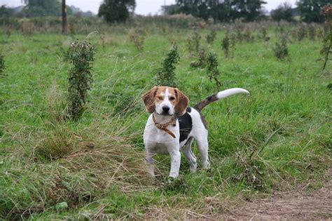 beagle  hunting dog  smart dog guide