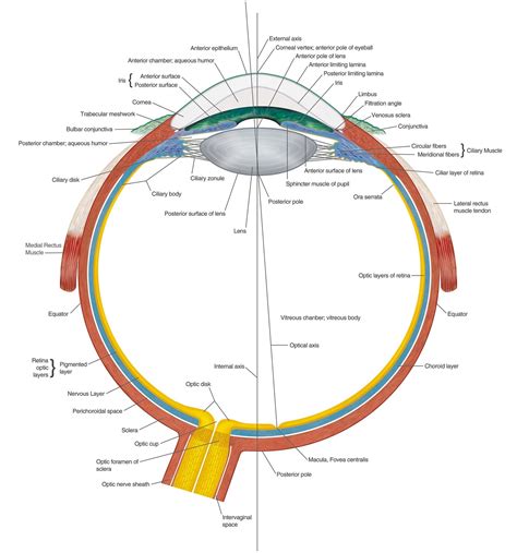 diagrams   human eye  diagrams