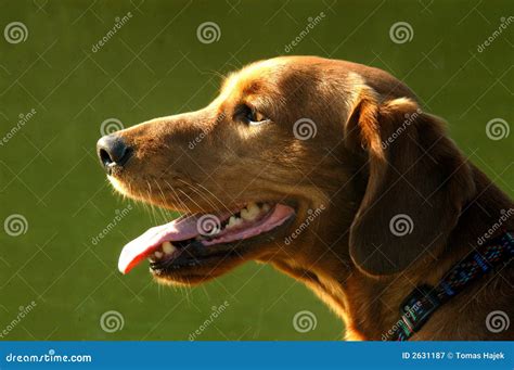 dogs head royalty  stock photography image