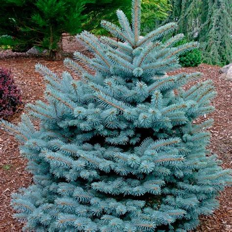 blue spruce google search   picea pungens blue spruce conifers