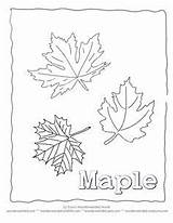 Coloring Deciduous Forest Pages Maple Getcolorings Leaf Sheets sketch template