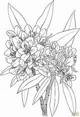 Rhododendron Laurel Coloring Flower Wild Rosebay Pages Great Line Drawing Mountain Supercoloring Printable Bouquet Poppy Flowers Nature Color Floral Crafts sketch template