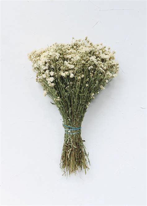 Achillea Of The Pearl Yarrow Dried Wedding Flowers