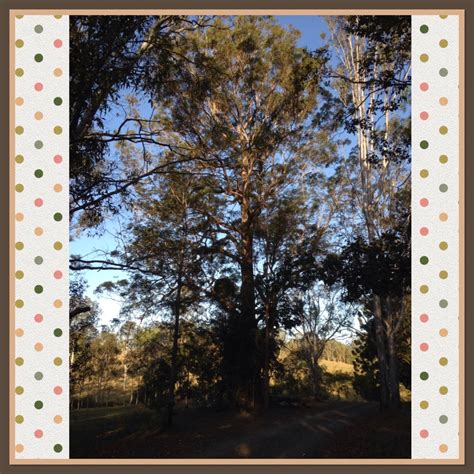 eucalyptus cloeziana gympie messmate  gardentags plant encyclopedia