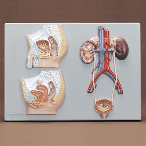 Altay Human Male And Female Urogenital Systems Model