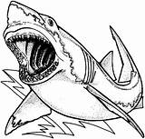 Jaws Drawing Coloring Pages sketch template