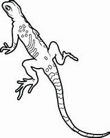 Coloring Lizard Pages Gecko Leopard Kids Monitor Getdrawings Getcolorings Tokay Printable Drawing Realistic sketch template