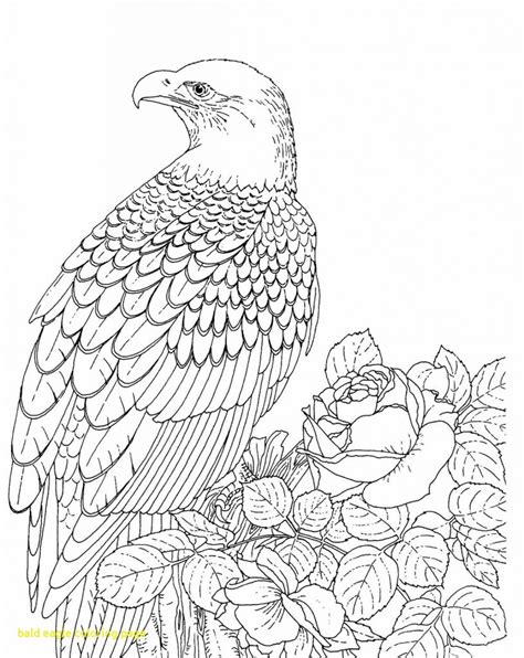 baby eagle coloring page  getdrawings