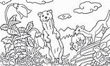 Weasel Coloring Designlooter Pages 270px 41kb sketch template